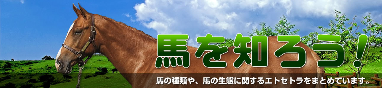 馬を知ろう!